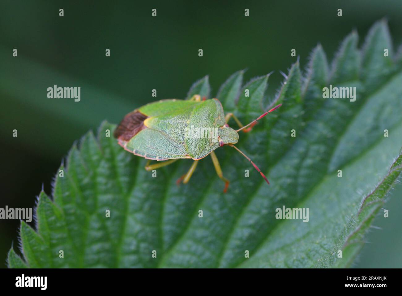 Green Shield Bug o Stink Bug (Palomena prasina) su foglia. Foto Stock