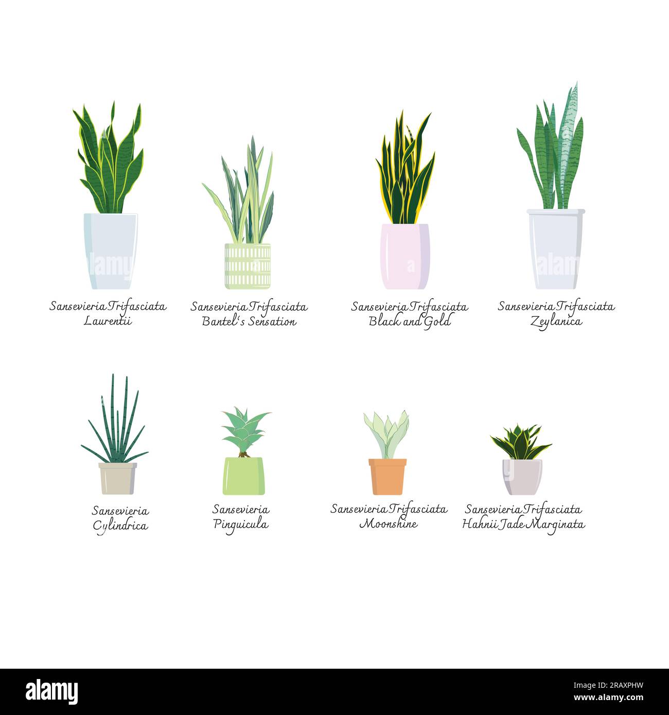 Sansevieria pinguicula immagini e fotografie stock ad alta risoluzione -  Alamy