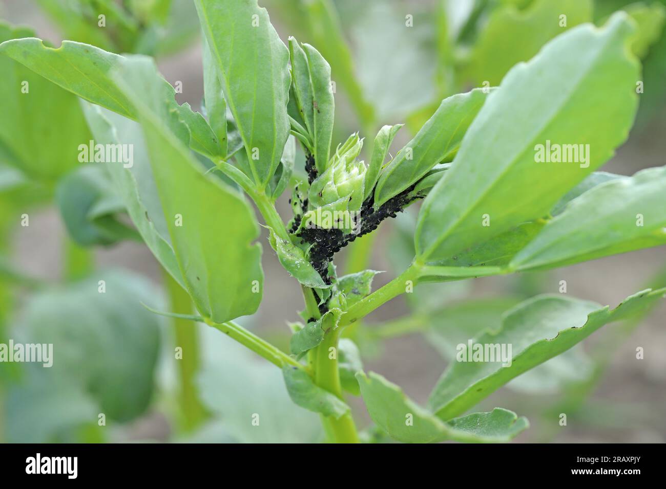 Afidi - verdure - fagioli neri Aphid su fagioli larghi (Aphis fabae) Foto Stock