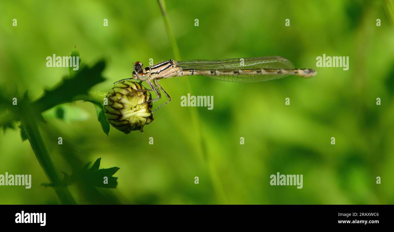 damsel vola tra l'erba alta Foto Stock