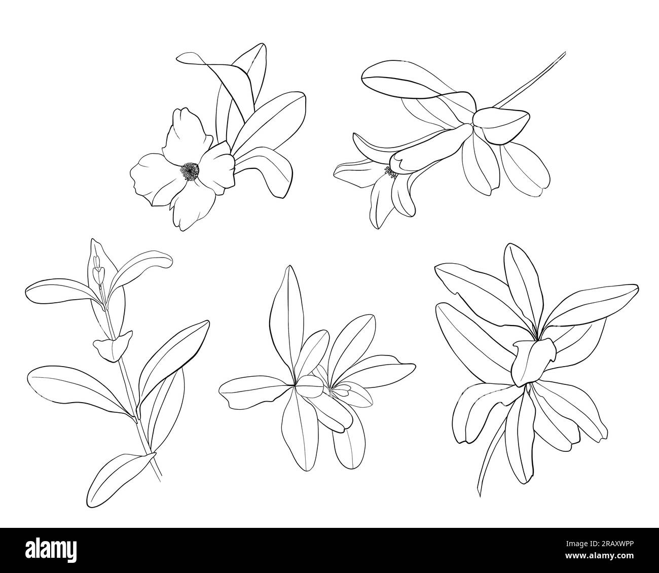 Sistemate i rami delle giovani melogranadi con fiori e foglie isolati su uno sfondo bianco. Illustrazione in stile grafico Foto Stock