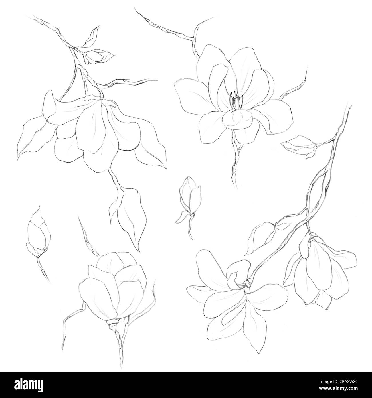 Posiziona magnolia su rami con foglie e gemme isolate su uno sfondo bianco, illustrazione a matita Foto Stock