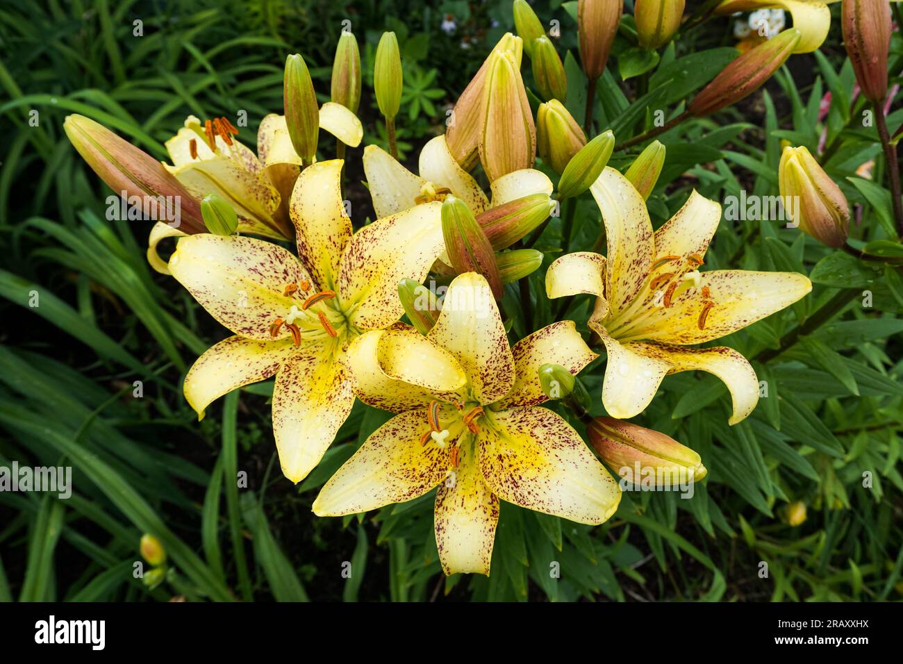 Bellissimi gigli luminosi nel giardino dopo la pioggia. Primo piano. Foto di alta qualità Foto Stock