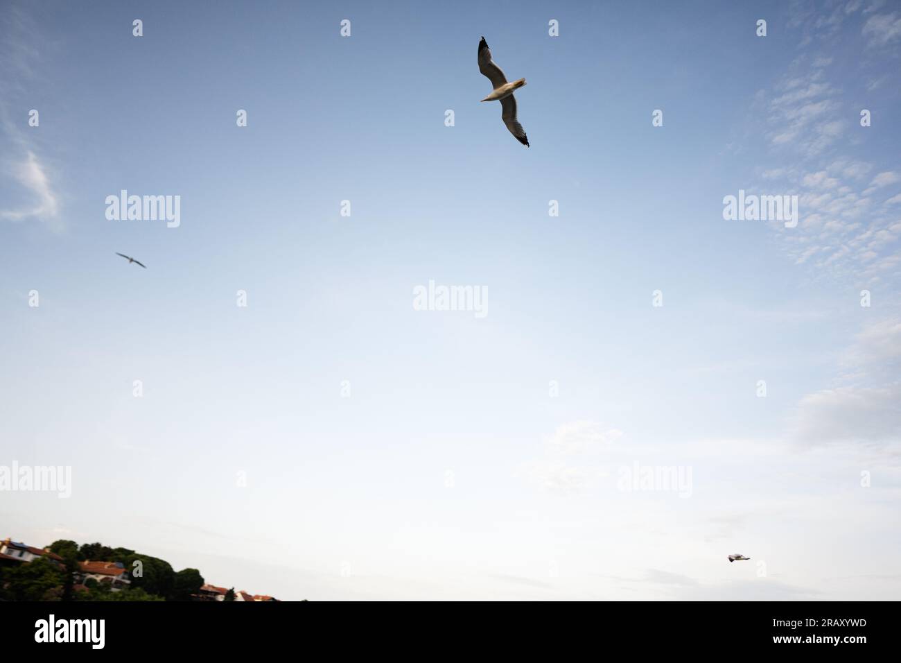 Gabbiani che volano sul cielo sopra la città di Nessebar, Bulgaria. Foto Stock