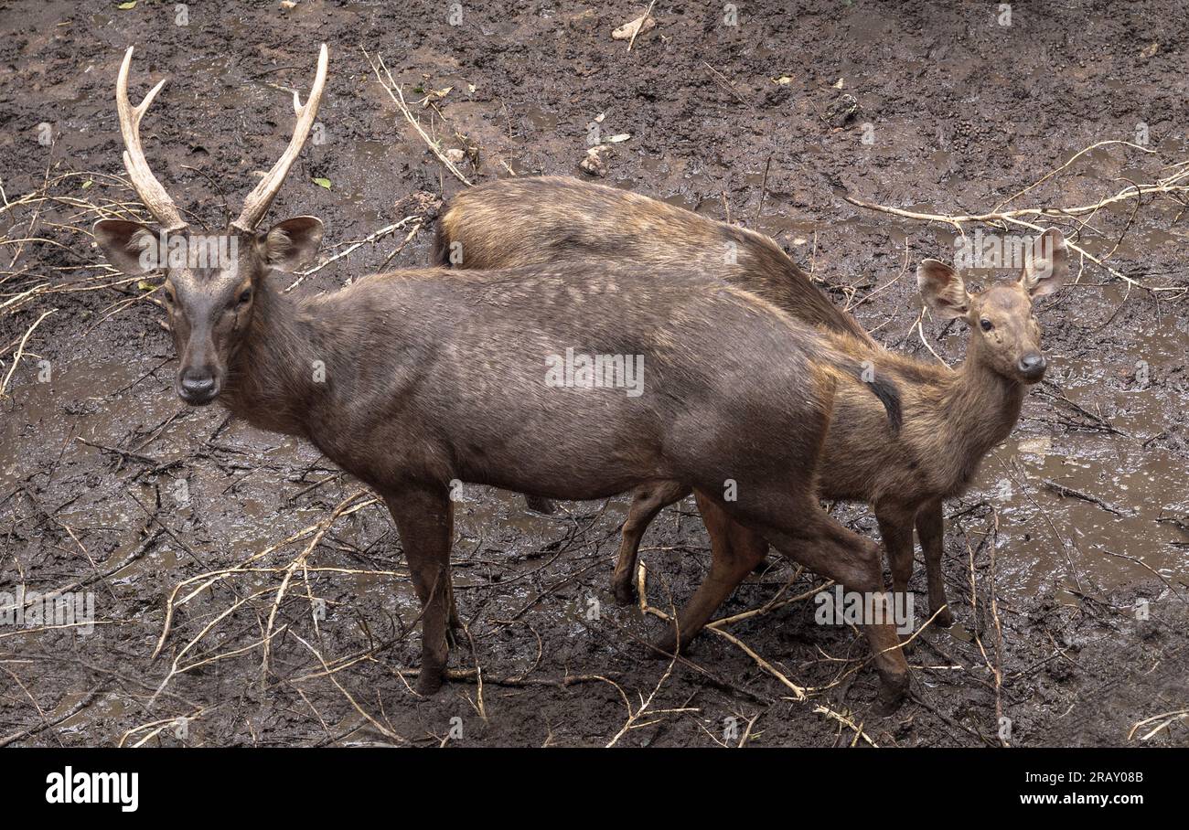 Cervi sambar e cervi Bawean, fotografia di paesaggi cervi - sfondo immagine 4K Foto Stock