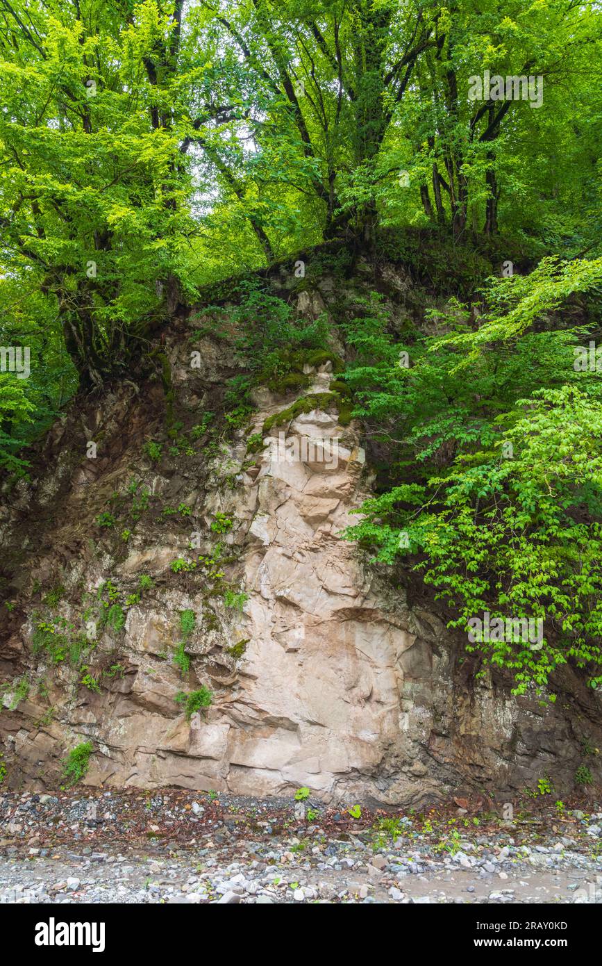 Alberi verdi su un enorme blocco di pietra Foto Stock