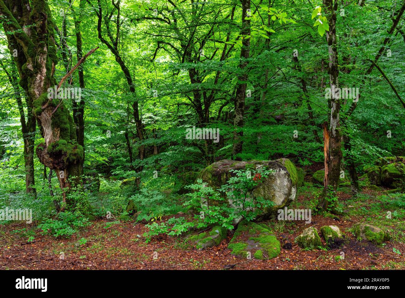 Fitta foresta umida verde durante la stagione delle piogge Foto Stock