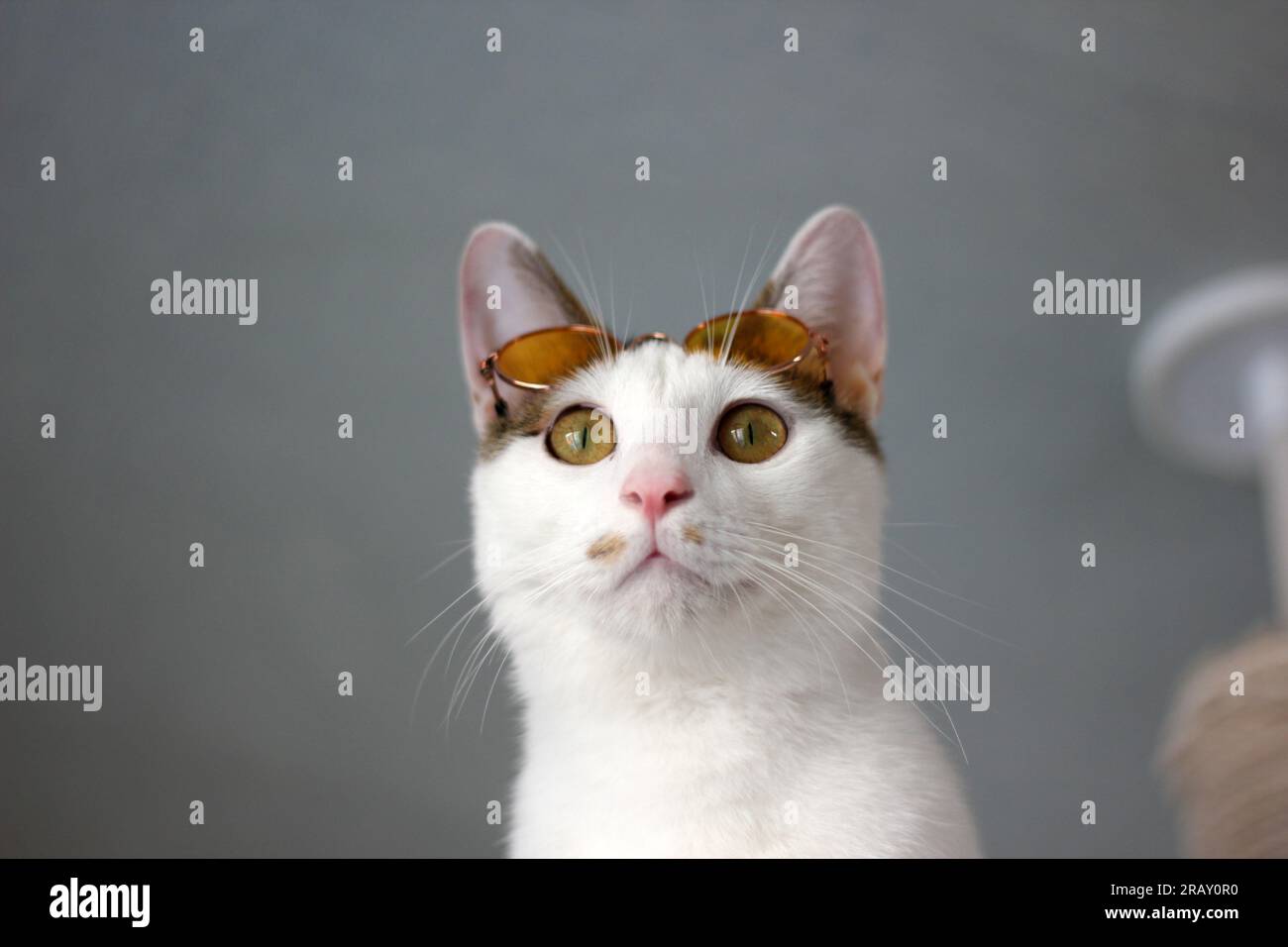 Scatta una foto del gatto Bobtail giapponese con occhiali da sole e cappello di paglia Foto Stock