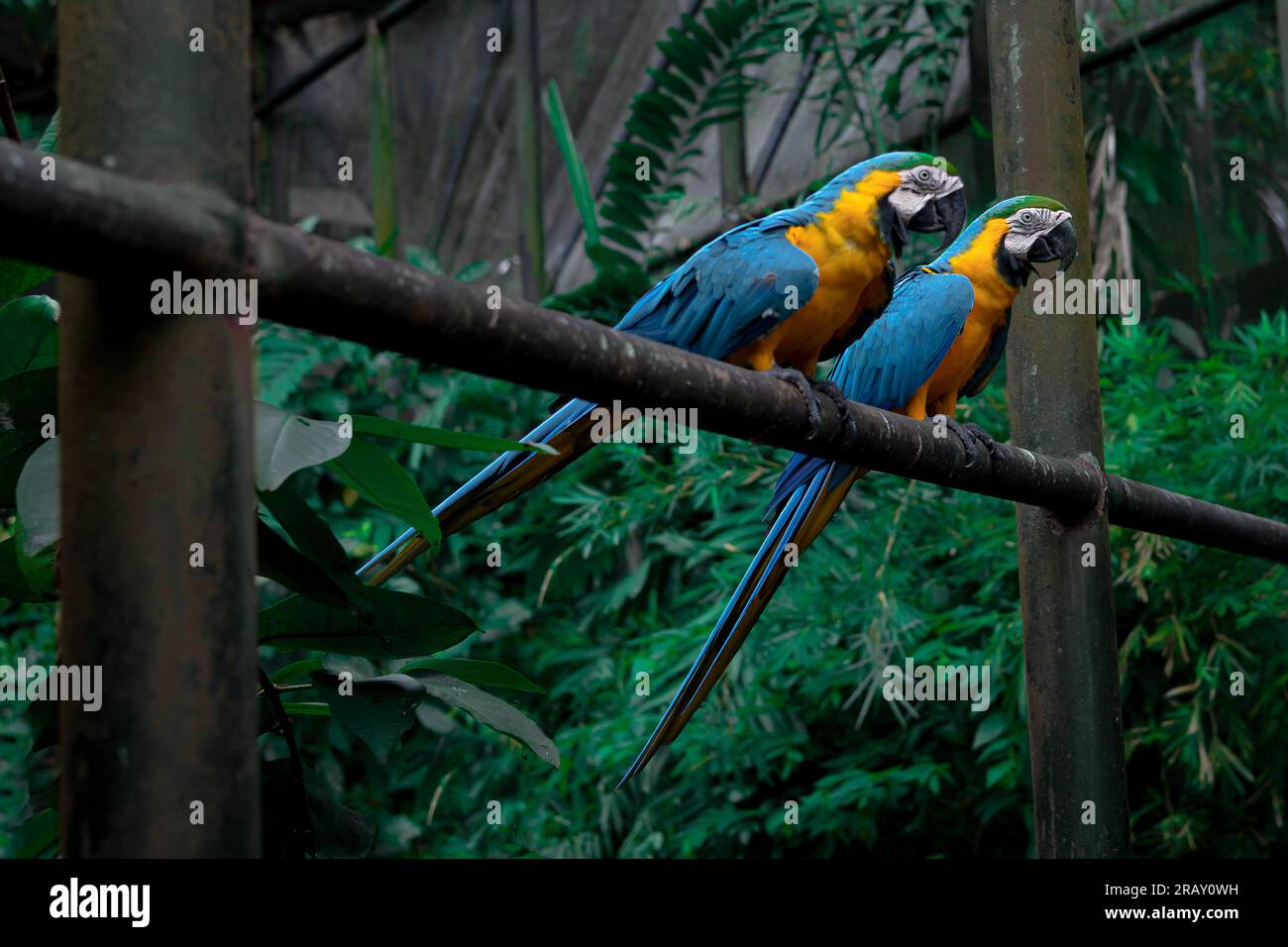 Blu e giallo macaw seduto su una recinzione, ambiente scuro, pappagallo selvatico, pappagallo giallo blu macaw, pappagallo colorato, Macaw Foto Stock