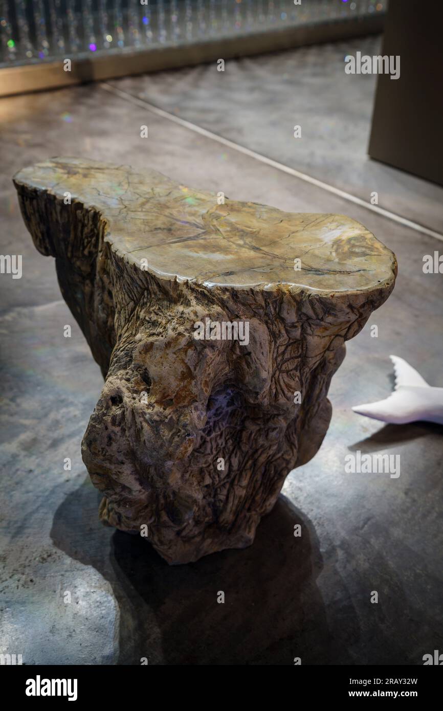 Legno fossilizzato, indonesia, Museo sa bassa Blanca (msbb) Yannick Vu e Ben Jakober , Alcudia, Maiorca, Spagna Foto Stock