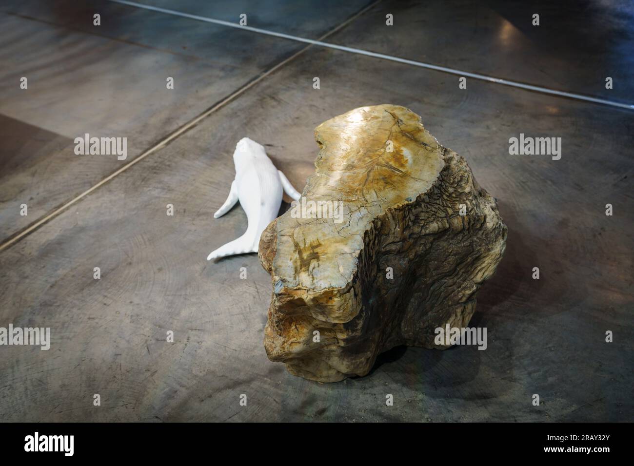 Legno fossilizzato, indonesia, Museo sa bassa Blanca (msbb) Yannick Vu e Ben Jakober , Alcudia, Maiorca, Spagna Foto Stock