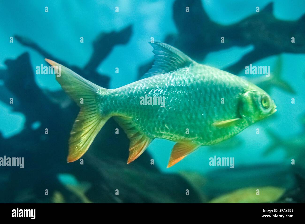 Barbo di stagno, Barbonymus schwanenfeldii, Barbonimus schwanenfeldii dalla coda rossa, bellissimo barbo d'argento che nuota nell'acquario Foto Stock