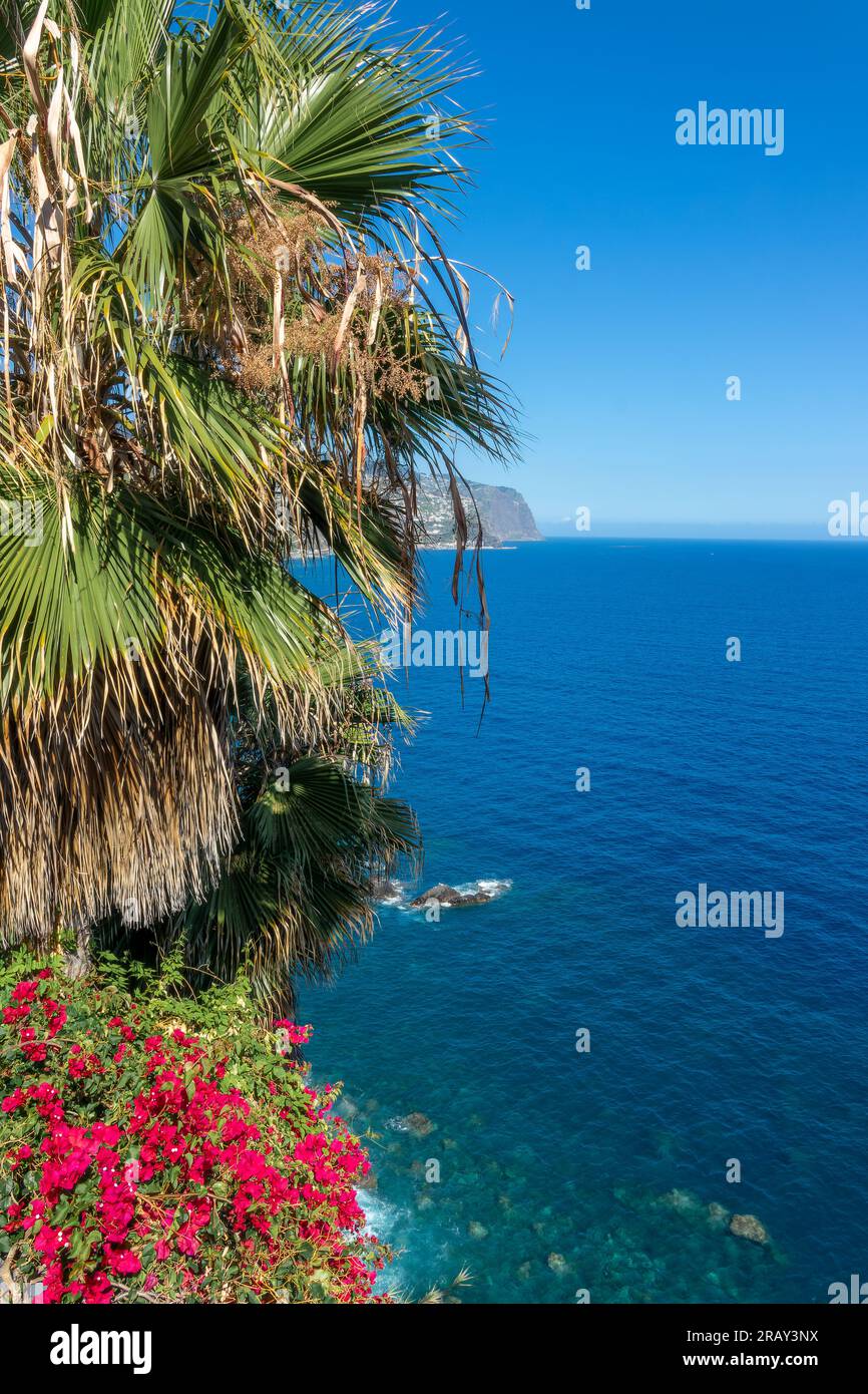 Vista sull'oceano con fiori di bouganville e palme sull'isola di Madeira, Portogallo Foto Stock