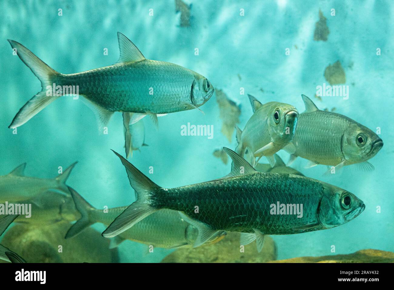 Tarpon dell'Indo Pacifico, pesce, Megalops cyprinoides, Tarpon Indo Pacific o Megalops cyprinoides pesci in acquario, immagine 4K, Fotografia del paesaggio Foto Stock