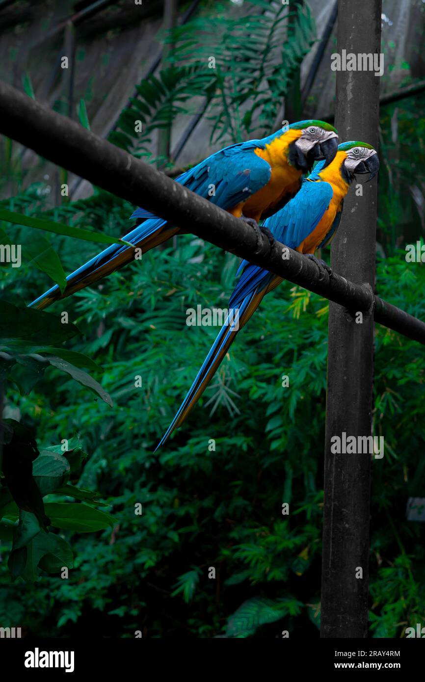 Blu e giallo macaw seduto su una recinzione, ambiente scuro, pappagallo selvatico, pappagallo giallo blu macaw, pappagallo colorato, Macaw Foto Stock