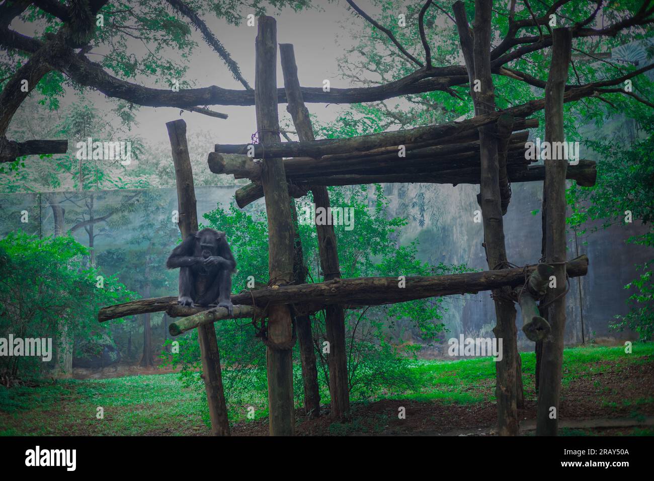 Scimpanzé seduto, scimpanzé maturo si appollaiano su un ramo di legno Foto Stock