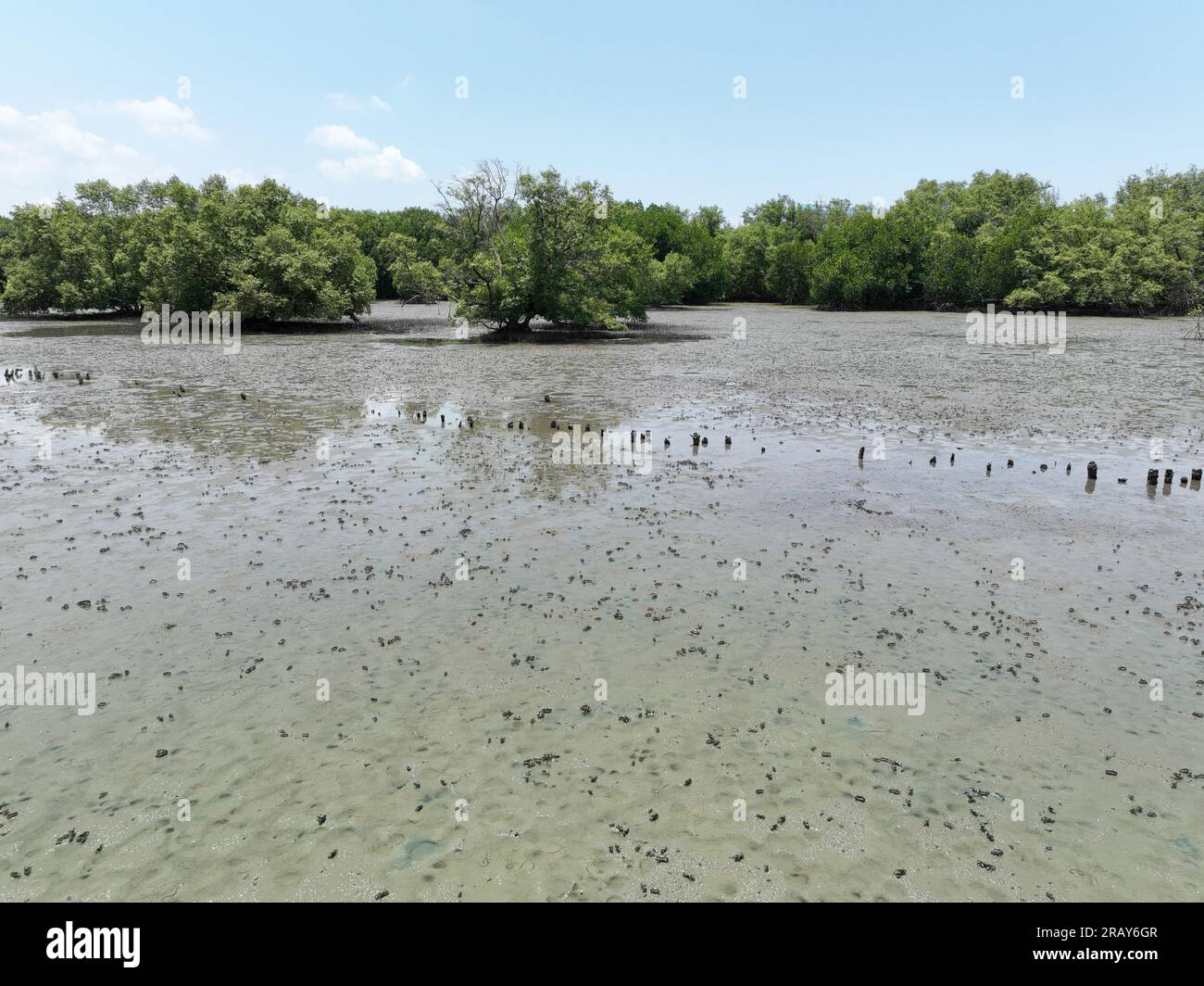 Concetto di cattura del carbonio. Pozzi di carbonio naturale. Le mangrovie catturano CO2 dall'atmosfera. Verde foresta di mangrovie e pianura fangosa. Ecosistema Blue Carbon Foto Stock