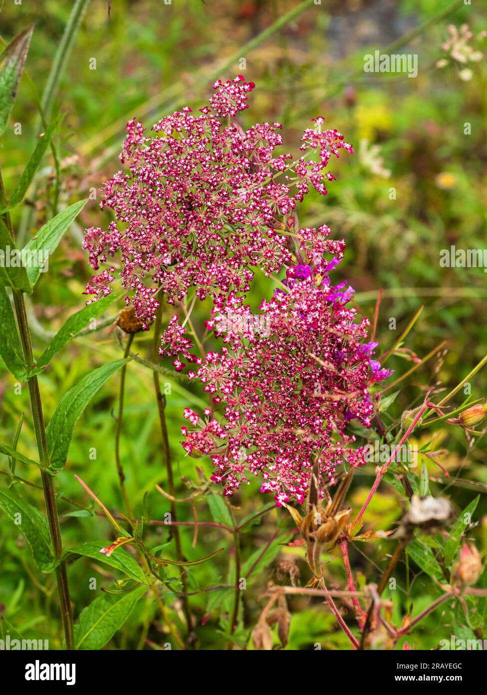 Delicati fiori rossi e bianchi nelle ombre di pizzo della carota selvatica biennale, Daucus carota "Dara" Foto Stock