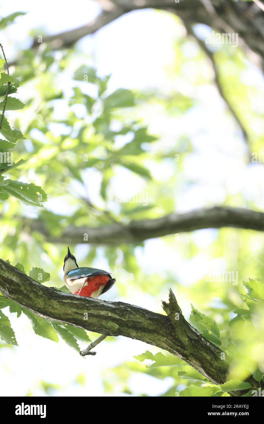 La pitta fata (Pitta nympha) è una piccola specie di uccello passerino della famiglia Pittidae dai colori vivaci. Foto Stock