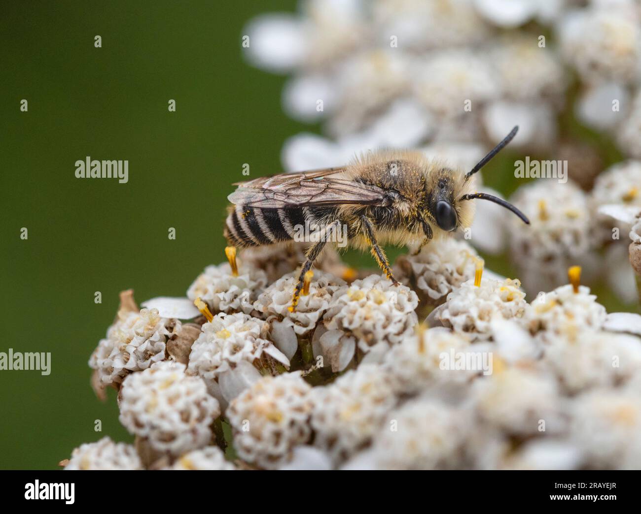 Maschio Andrena fulva, un'ape da miniera, una specie solitaria del Regno Unito spesso trovata nei giardini Foto Stock