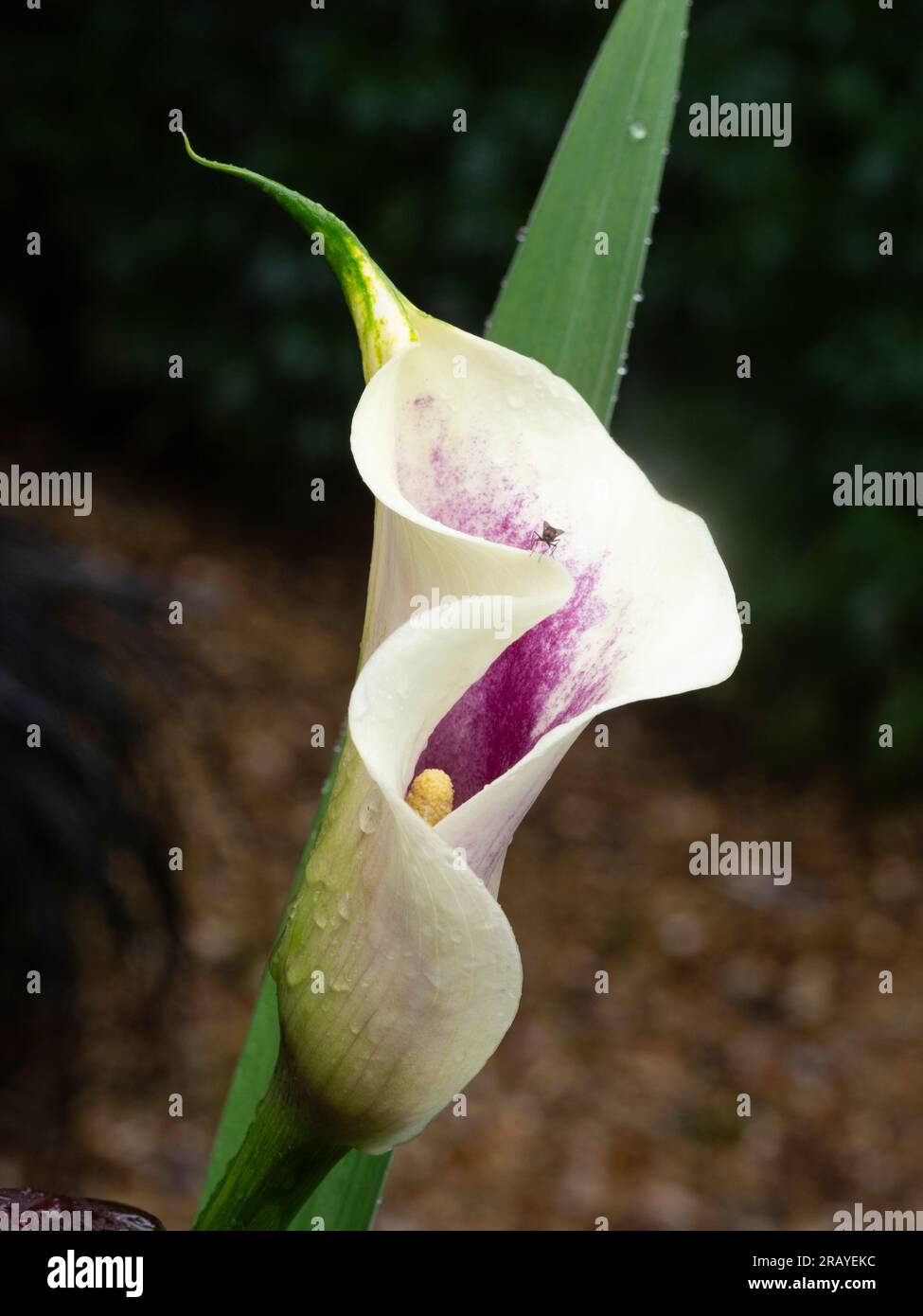 Spathe bianco con interno viola del giglio di calla in fiore estivo, Zantedeschia "Picasso" Foto Stock