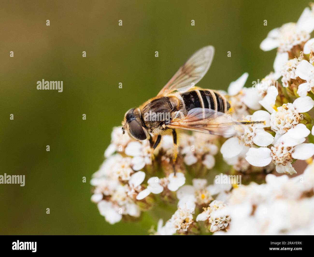 Mosca di droni rastremata femmina, Eristalis pertinax, una volata oraria comune del Regno Unito Foto Stock
