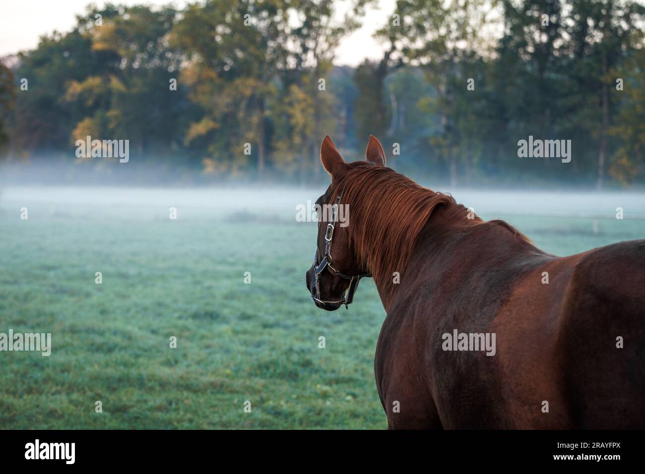 Cavallo rosso. Nebbia sopra il pascolo in mattinata fredda. Paesaggio rurale con animali Foto Stock