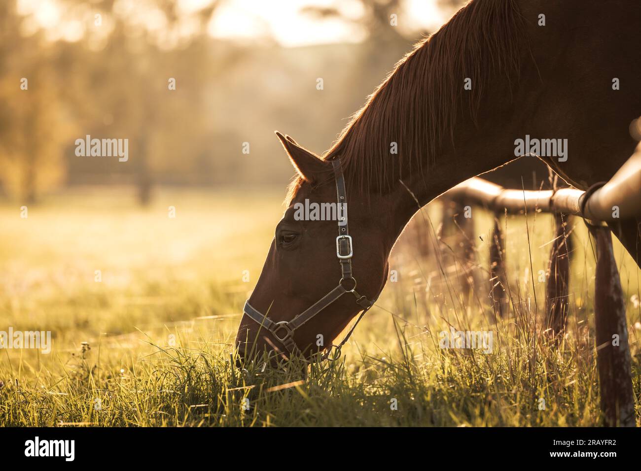 Cavalli purosangue che pascolano erba al pascolo durante il tramonto. Allevamento di animali Foto Stock