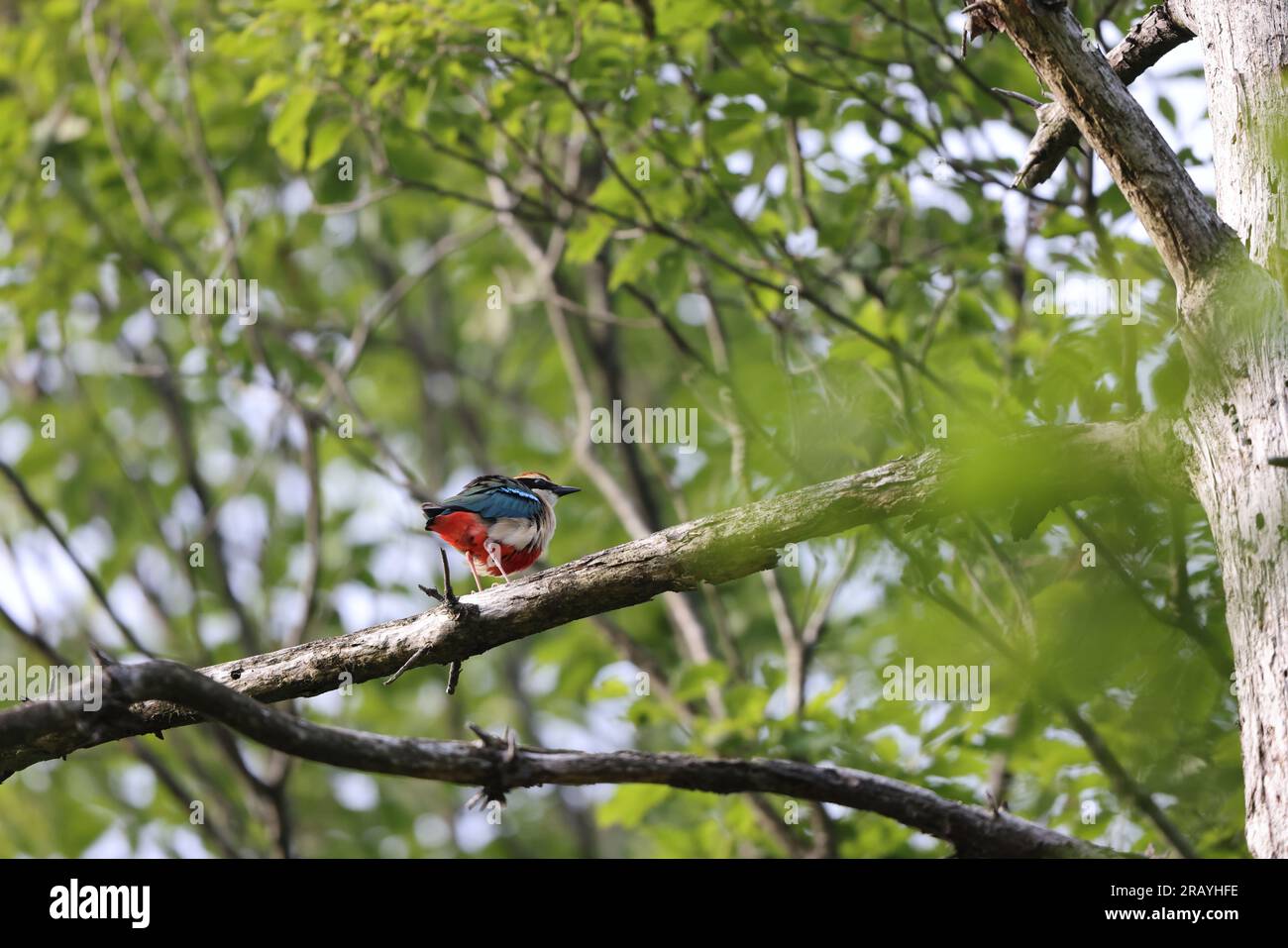 La pitta fata (Pitta nympha) è una piccola specie di uccello passerino della famiglia Pittidae dai colori vivaci. Foto Stock