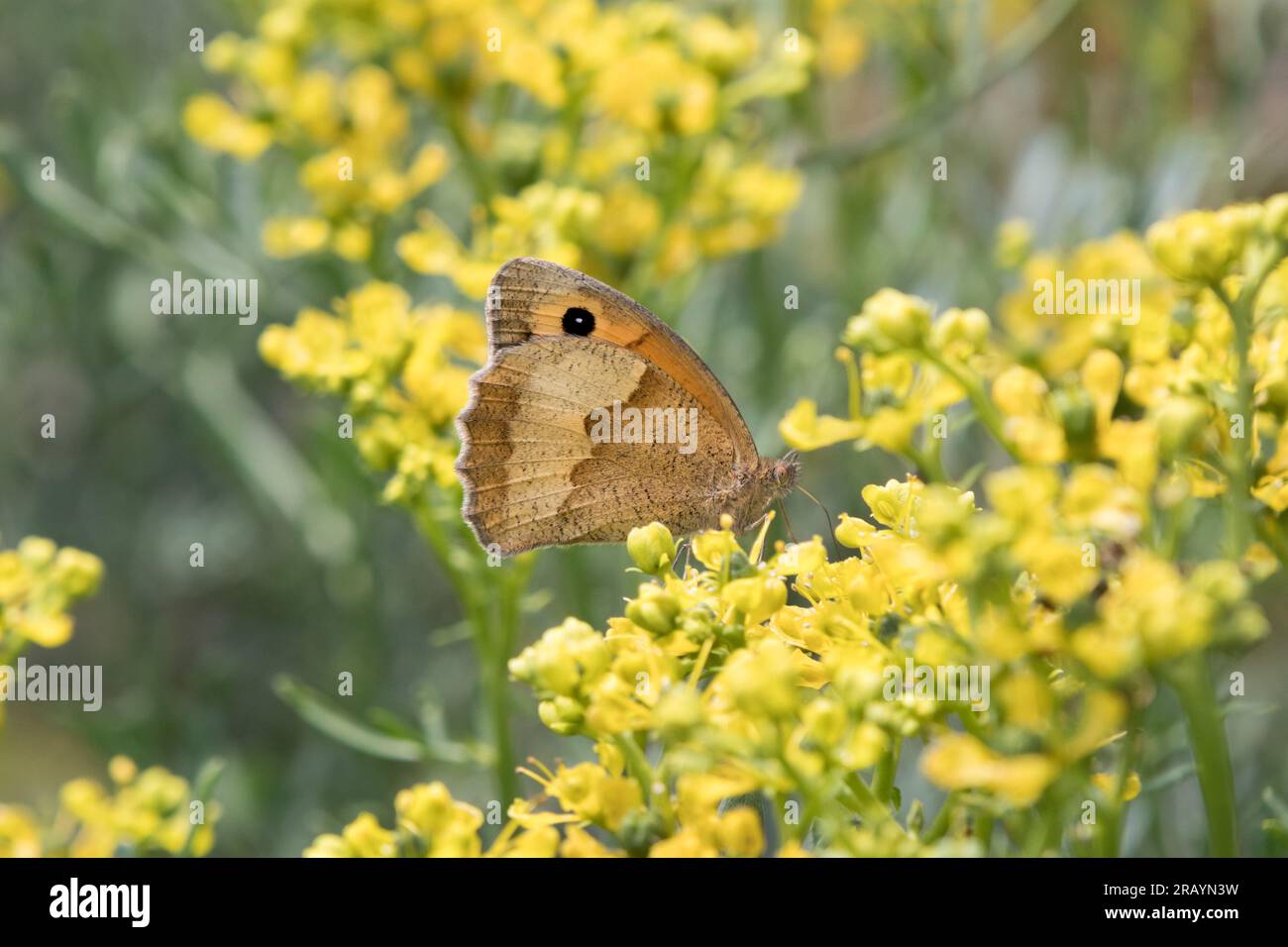 Gatekeeper (Pyronia tithonus) Butterfly, nota anche come Hedge Brown Butterfly. Foto Stock