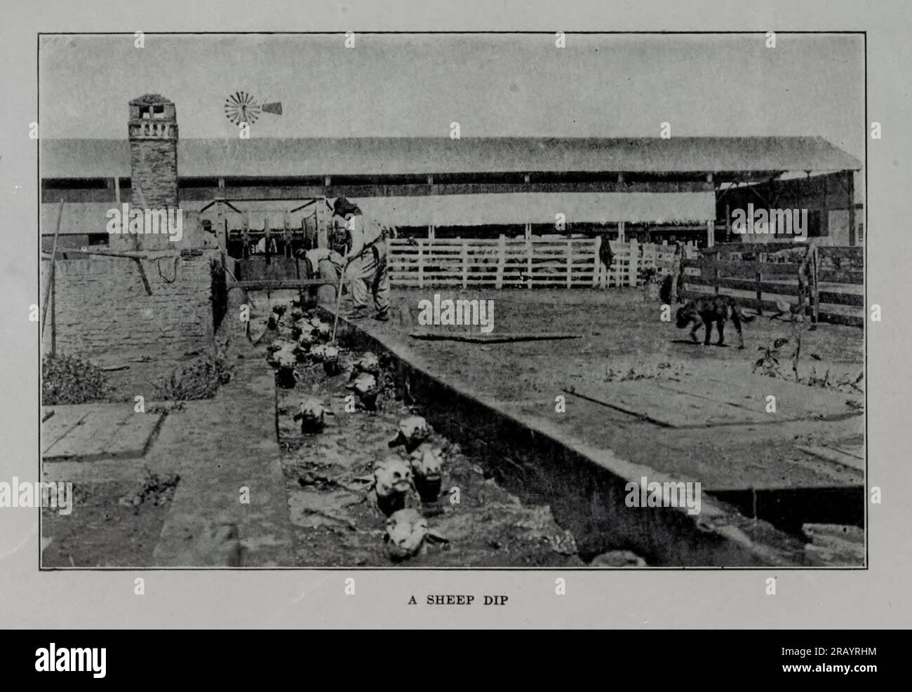 A Sheep DIP dal libro Argentina and Her People of To-day : An account of the Customs, characteristics, Fun, history and progress of the Argentinians, and the Development and resources of their country by Winter, Nevin O. (Nevin otto), 1869-1936 pubblicato a Boston da L.C. Pagina su 1911 Foto Stock