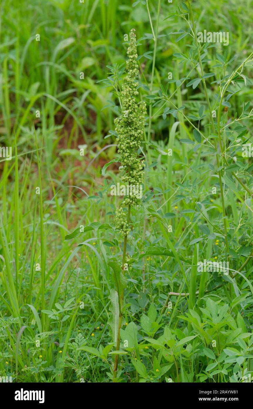 Curly Dock, Rumex crispus Foto Stock