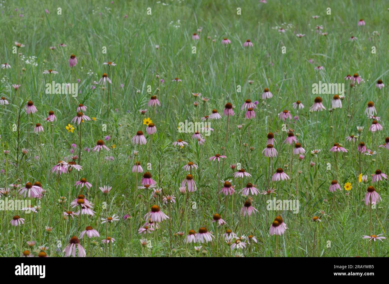 Fiore viola a foglie strette, Echinacea angustifolia Foto Stock