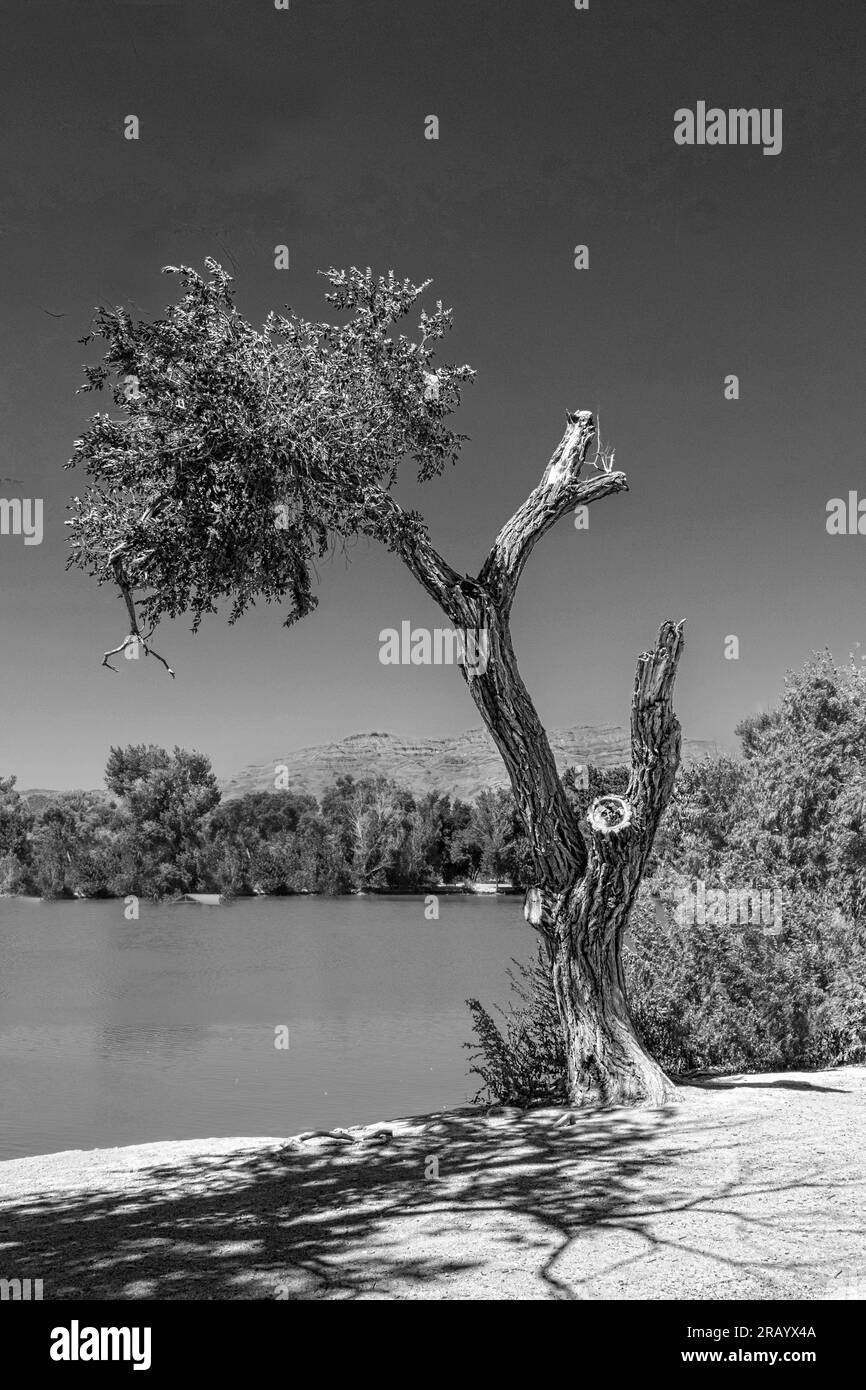 Floyd Lamb Park, Tule Springs Rd, Las Vegas, Nevada, USA Foto Stock