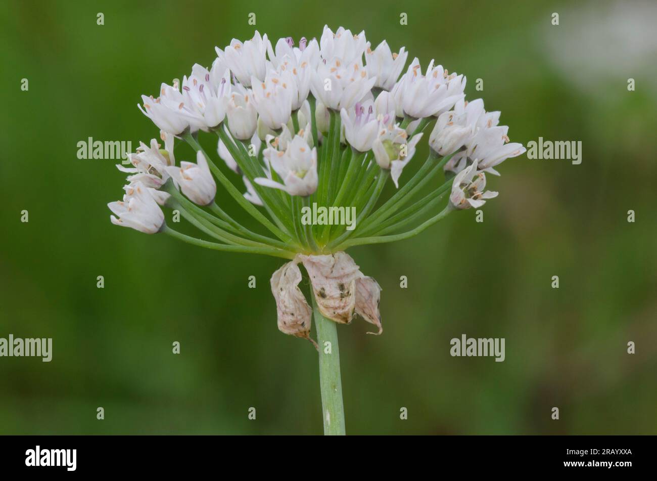 Prato, aglio Allium canadense Foto Stock