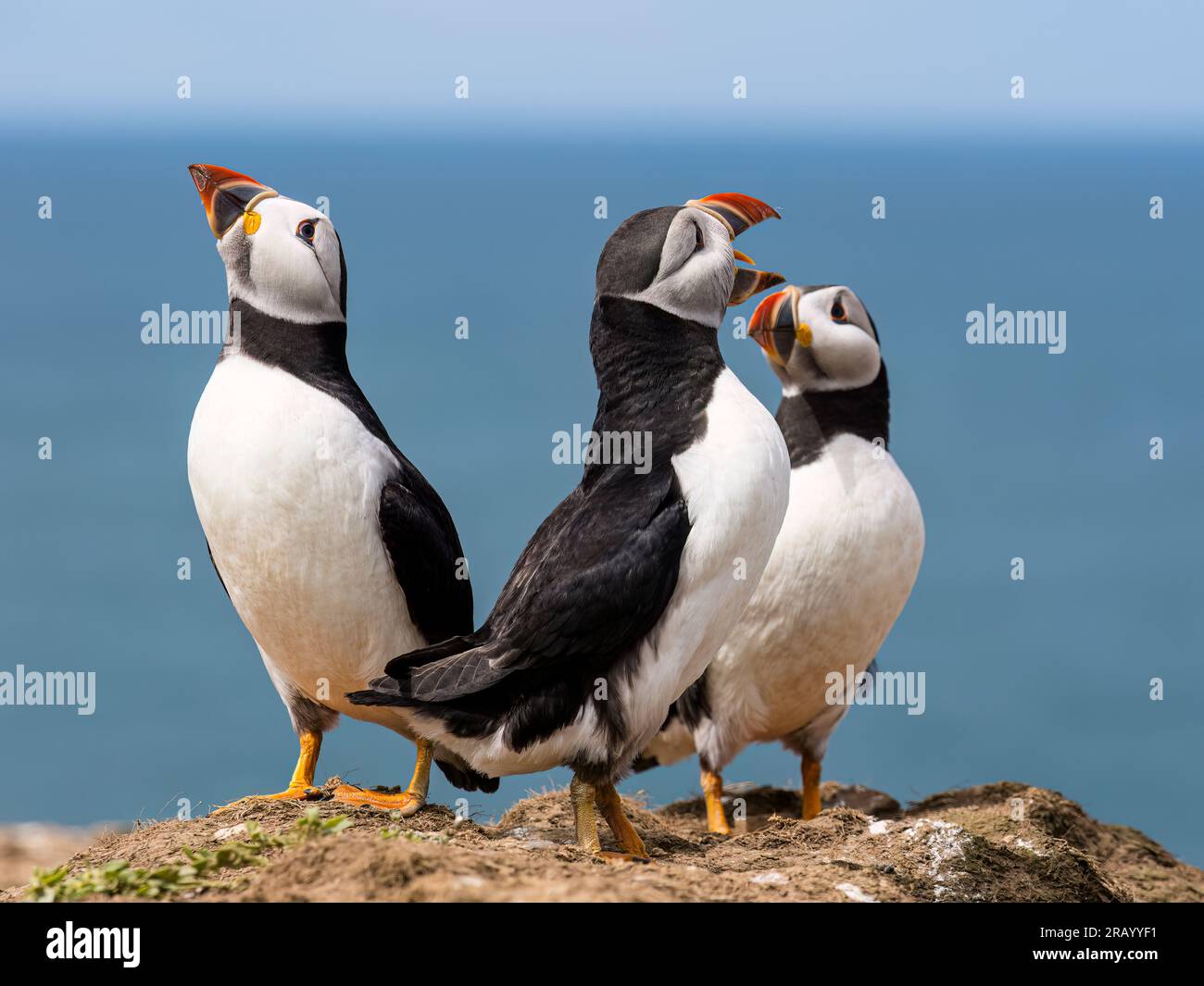 Skomer Island, Pembrokeshire, Galles, Regno Unito. 6 luglio 023. Skomer ospita oltre quarantamila pulcinelle di mare che si riproducono in tane nel terreno morbido intorno al bordo dell'isola. In questo periodo dell'anno gli adulti sono impegnati a riportare le cicerelle dal mare per dar da mangiare ai piccoli ripieni che stanno iniziando a emergere dalle tane. Skomer Island è una riserva naturale nazionale del Galles. Fotografie scattate il 5 luglio 2023. Crediti: Phil Jones/Alamy Live News Foto Stock