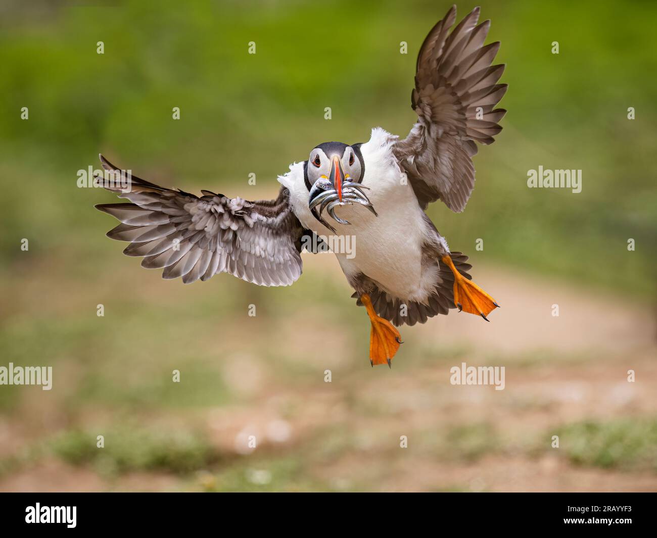 Skomer Island, Pembrokeshire, Galles, Regno Unito. 6 luglio 023. Skomer ospita oltre quarantamila pulcinelle di mare che si riproducono in tane nel terreno morbido intorno al bordo dell'isola. In questo periodo dell'anno gli adulti sono impegnati a riportare le cicerelle dal mare per dar da mangiare ai piccoli ripieni che stanno iniziando a emergere dalle tane. Skomer Island è una riserva naturale nazionale del Galles. Fotografie scattate il 5 luglio 2023. Crediti: Phil Jones/Alamy Live News Foto Stock