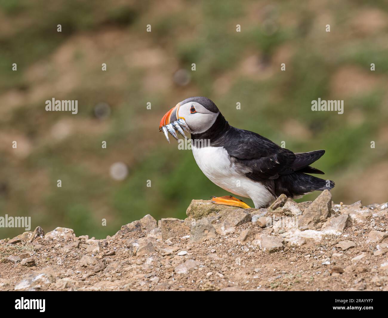 Skomer Island, Pembrokeshire, Galles, Regno Unito. 6 luglio 023. Skomer ospita oltre quarantamila pulcinelle di mare che si riproducono in tane nel terreno morbido intorno al bordo dell'isola. In questo periodo dell'anno gli adulti sono impegnati a riportare le cicerelle dal mare per dar da mangiare ai piccoli ripieni che stanno iniziando a emergere dalle tane. Skomer Island è una riserva naturale nazionale del Galles. Fotografie scattate il 5 luglio 2023. Crediti: Phil Jones/Alamy Live News Foto Stock