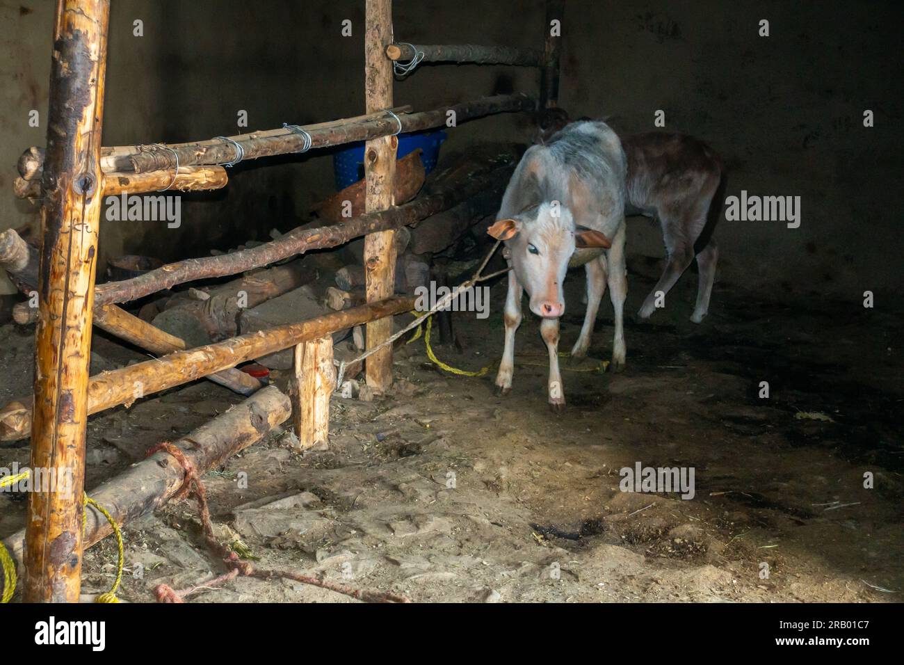 Bestiame capre e bestiame legati all'interno di una casa di fango nella campagna di Uttarakhand, in India. Agricoltura e allevamento degli animali. Foto Stock