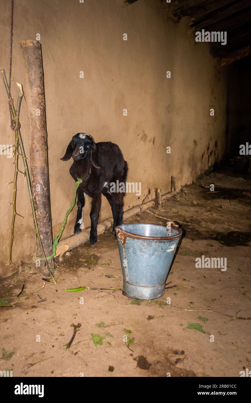 Bestiame capre e bestiame legati all'interno di una casa di fango nella campagna di Uttarakhand, in India. Agricoltura e allevamento degli animali. Foto Stock