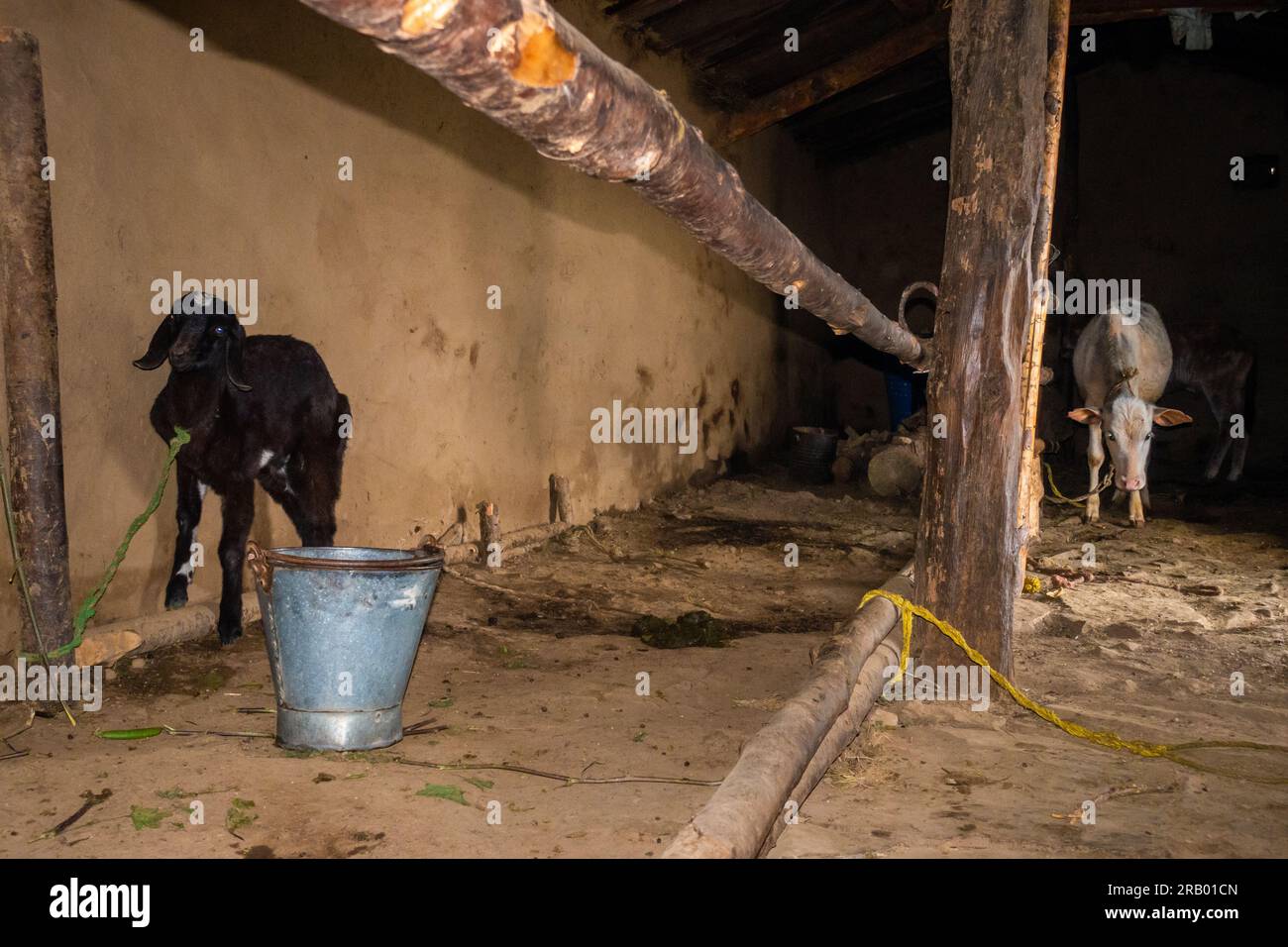 Bestiame capre e bestiame legati all'interno di una casa di fango nella campagna di Uttarakhand, in India. Agricoltura e allevamento degli animali. Foto Stock