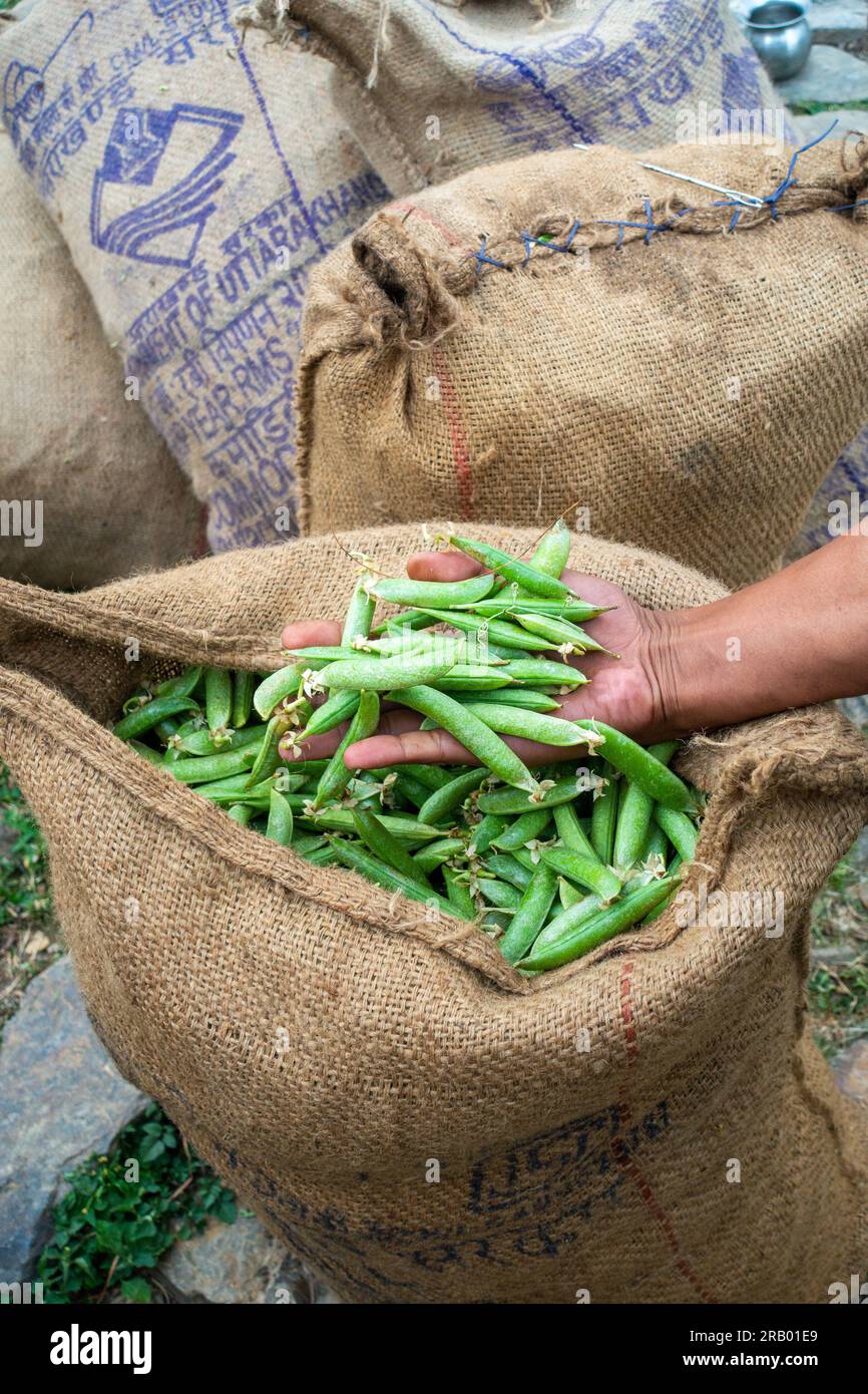 28 giugno 2023, Nagthat, Uttarakhand, India. Ha raccolto piselli verdi biologici riempiti in sacchetti pronti per il trasporto ai mercati vegetali. Uttarakhand India. Foto Stock