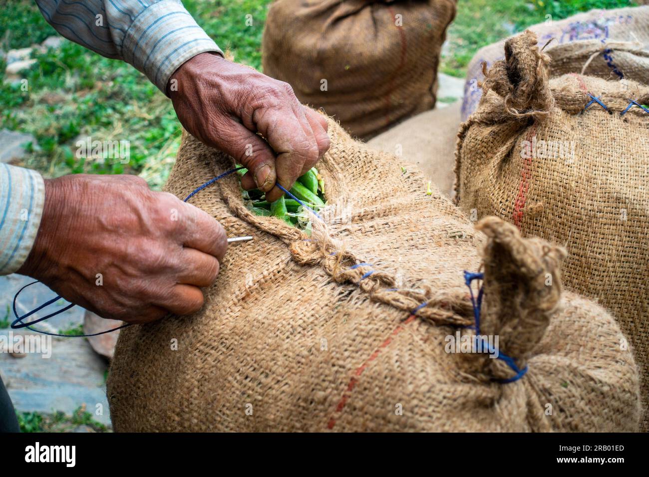 Le mani cuciscono sacchi confezionati pieni di piselli verdi biologici appena raccolti per essere trasportati al mercato vegetale. Uttarakhand India. Foto Stock