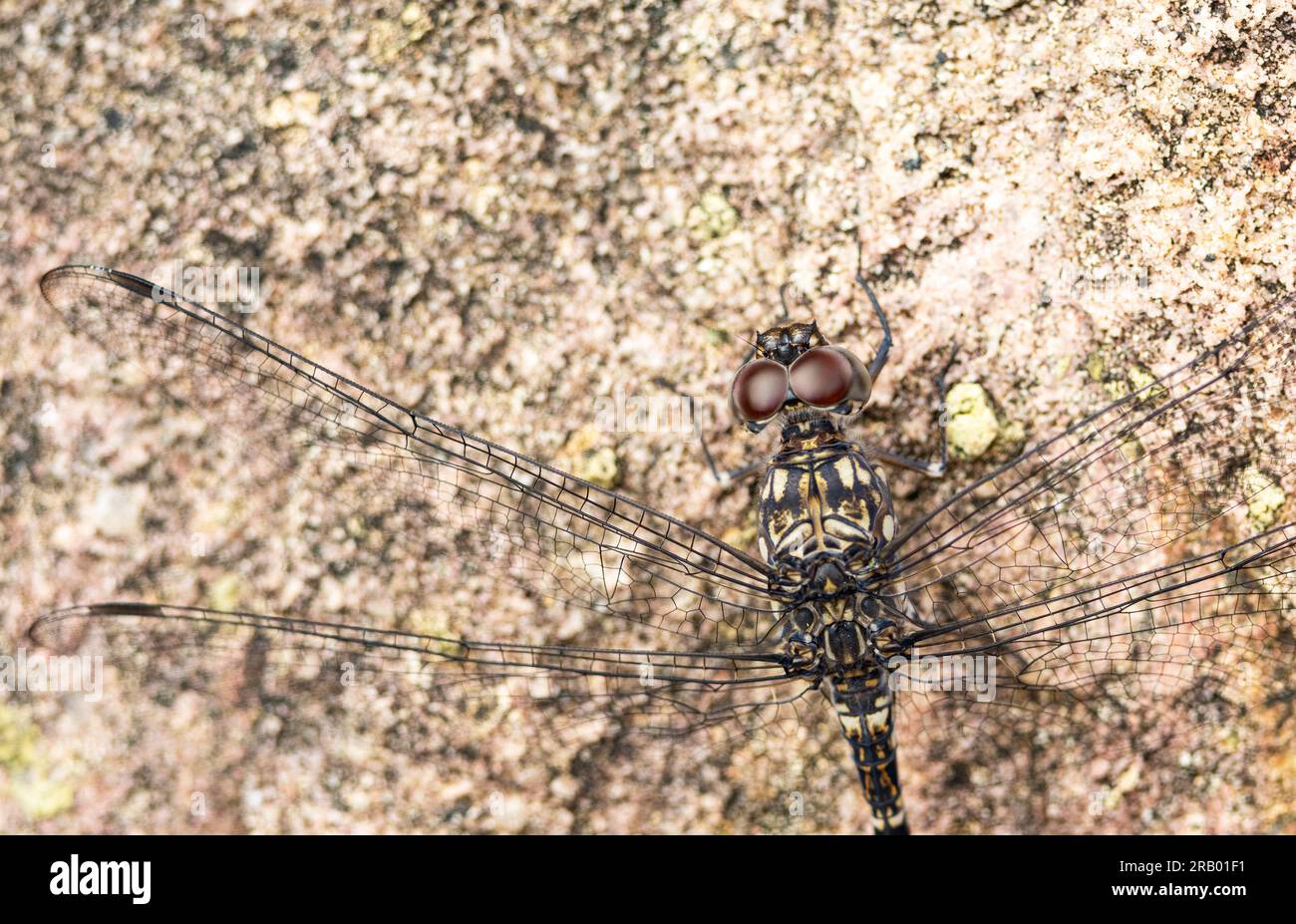 I grandi occhi di una libellula danno a questo predatore acrobatico una visione a 360 gradi. Uno dei primi insetti volanti è stato dominante da allora. Foto Stock