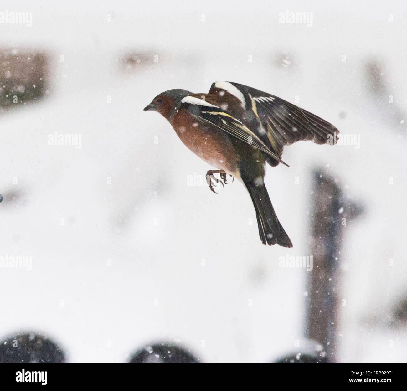 CHAFFINCH COMUNE all'alimentatore un inverno Foto Stock