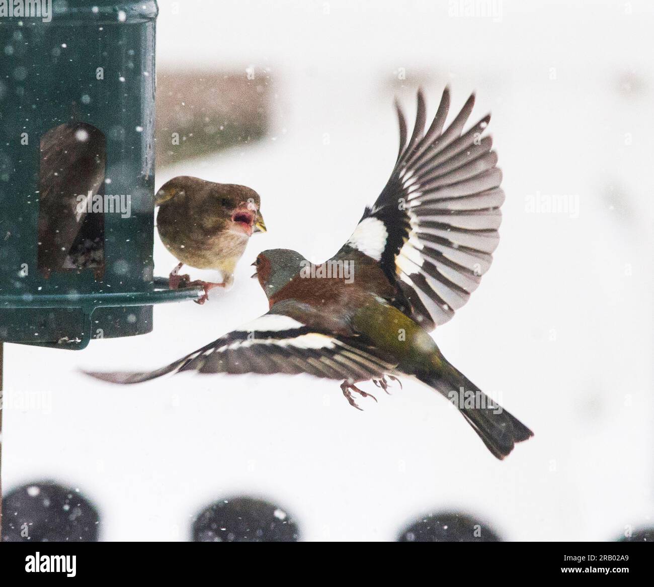 CHAFFINCH COMUNE all'alimentatore un inverno Foto Stock