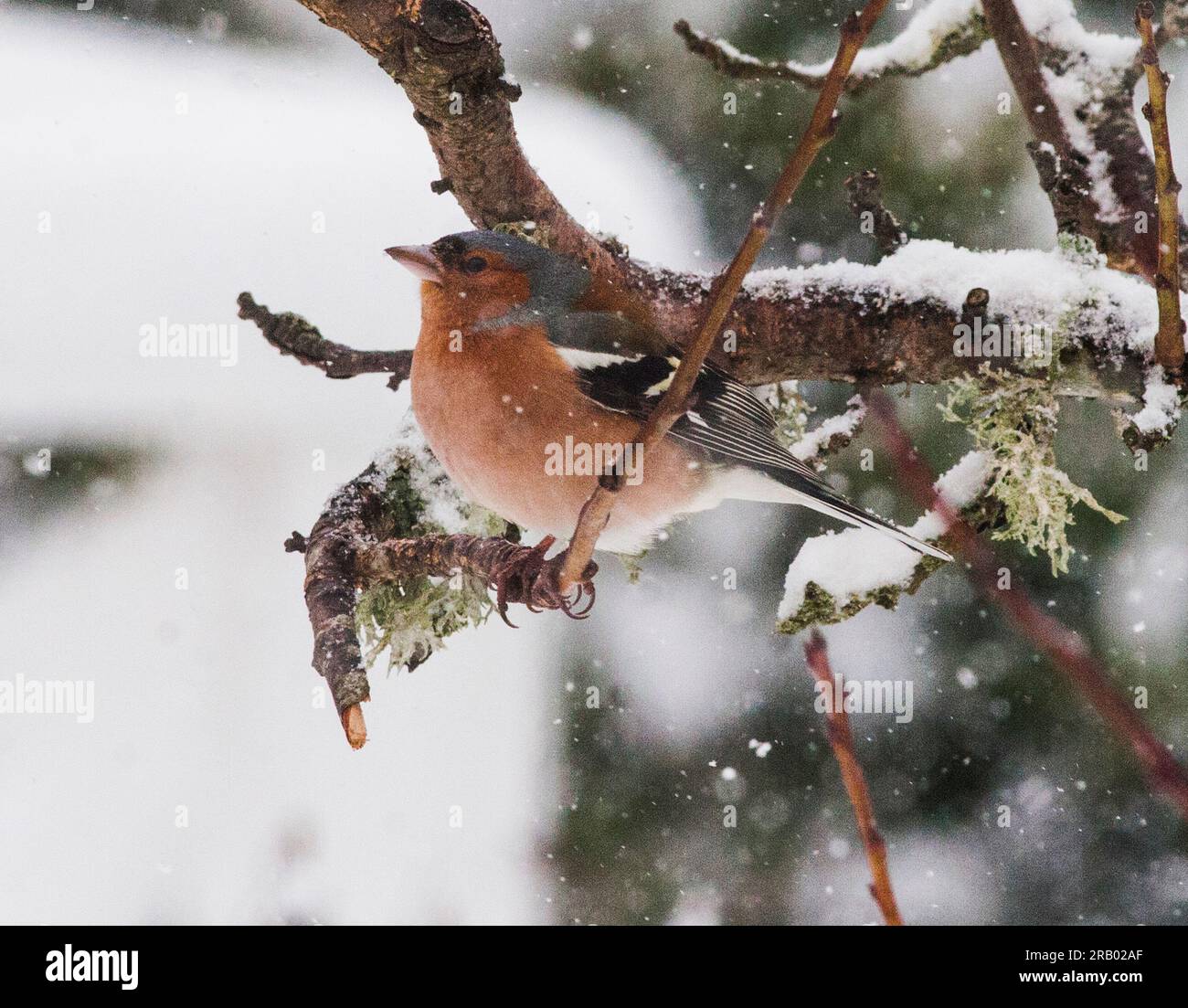CHAFFINCH in COMUNE in inverno Foto Stock