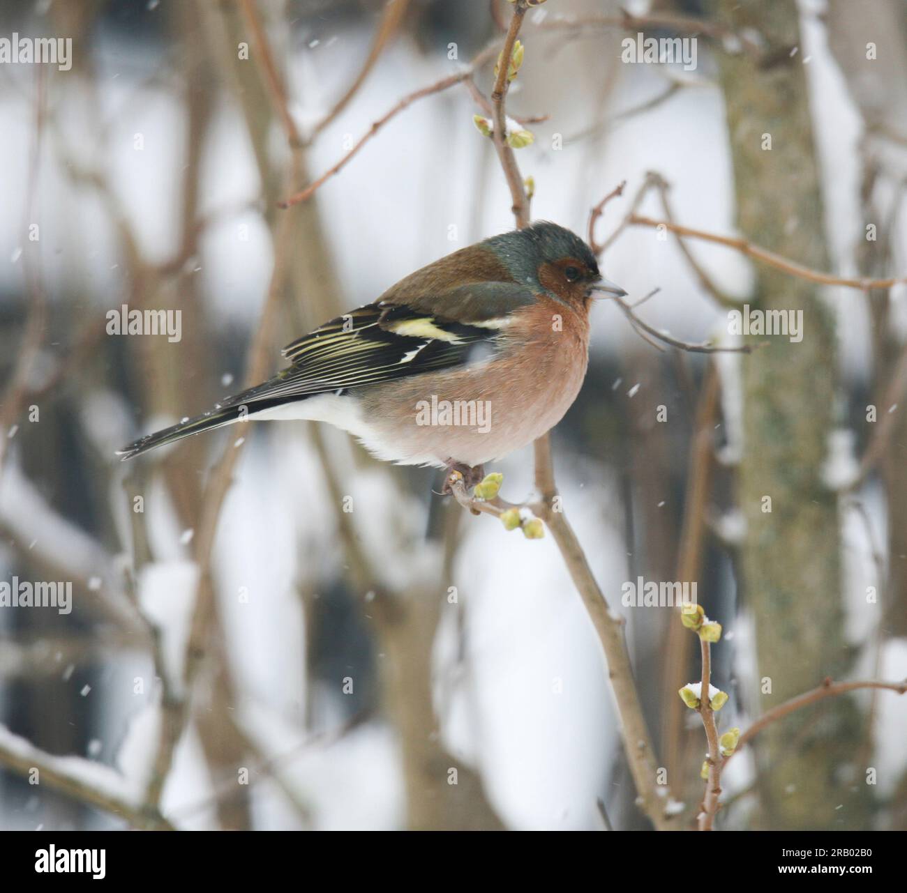 CHAFFINCH in COMUNE in inverno Foto Stock