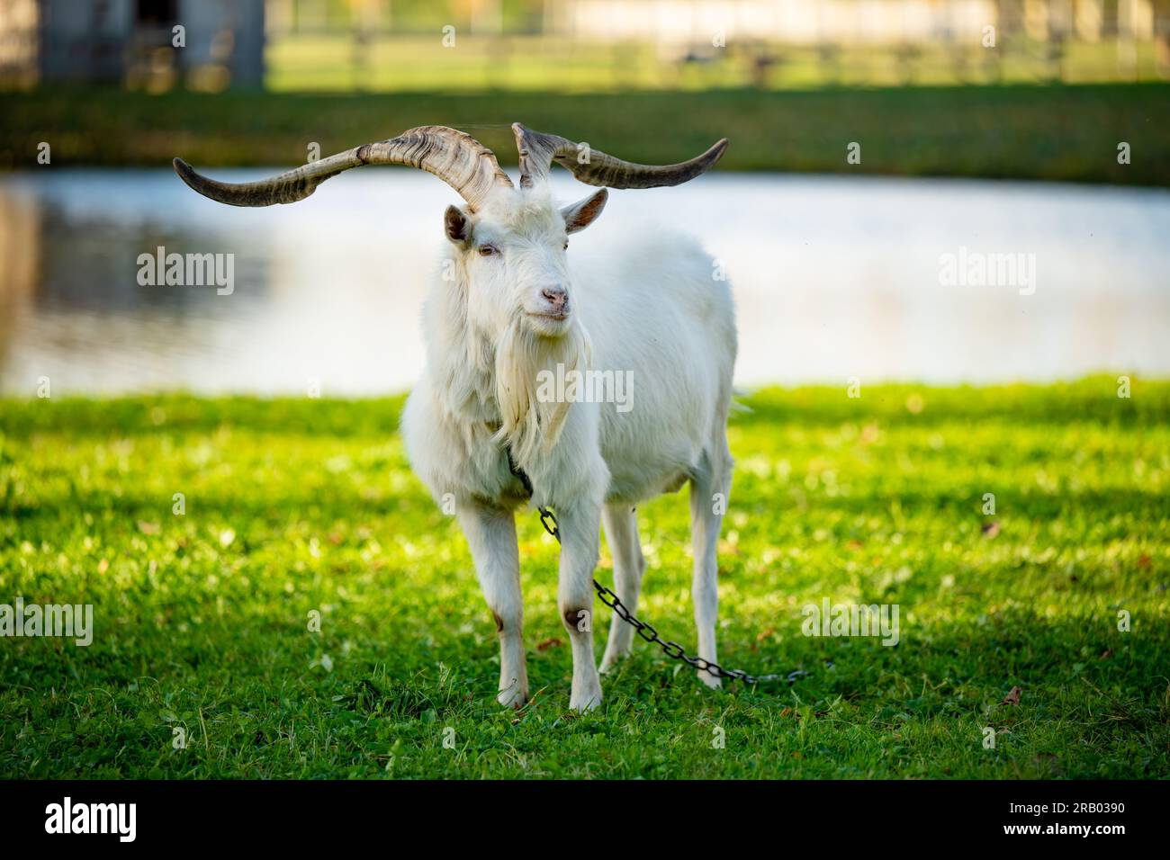 Capra lunga e cornea che pascolano sul prato verde nelle soleggiate giornate autunnali. Paesaggio lituano. Foto Stock