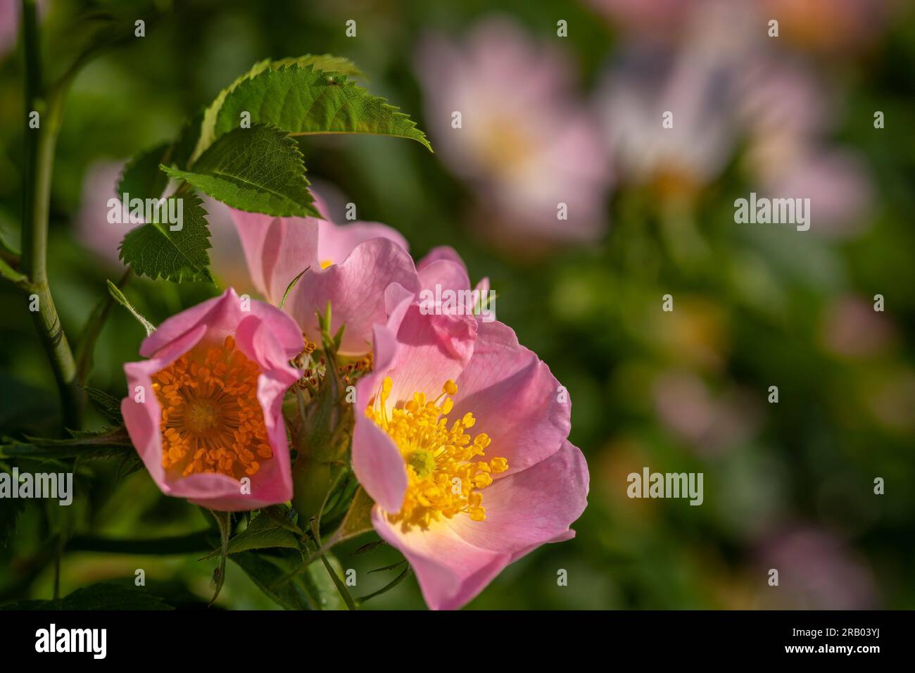 Cane Rose fiori in una siepe. Foto Stock